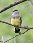 Western Kingbird